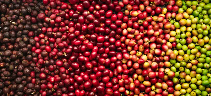 Kaffeblends